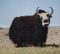 His name was Robert Paulson. Now he's yak butter. 