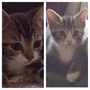 6 weeks old, end of May 2013