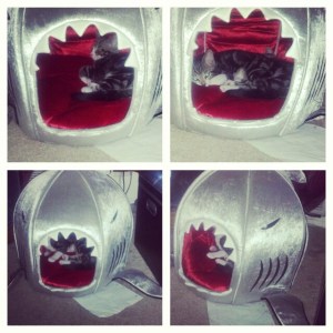 Yes, they have the shark bed