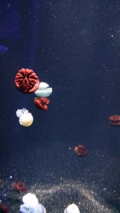 IMG_20150803_124427139